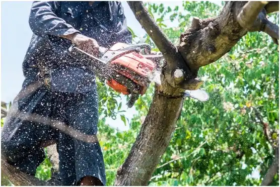 tree services Iowa Park